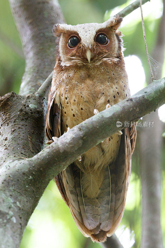 夜行鸟:成年白额镜鸮(Otus sagittatus)。